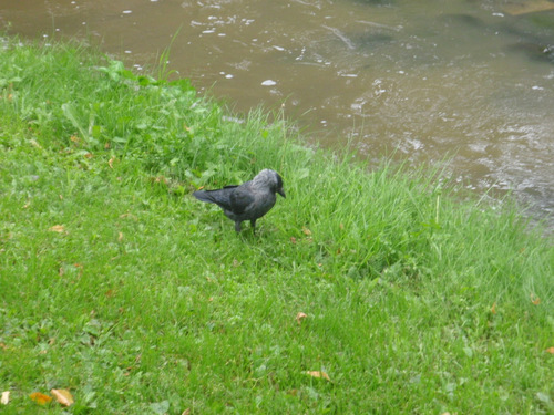 Scandinavian Crow, Black and Dark Gray.